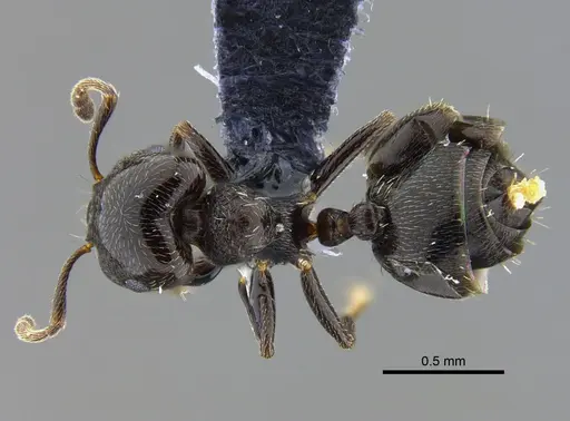 Crematogaster crinosa specimen CBUMAGENT41951 image cbumagent41951_1