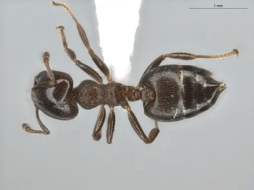 Crematogaster crinosa specimen ECOFOG-BUG-0081-03 image ecofog-bug-0081-03_1