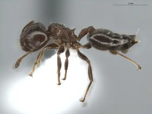 Crematogaster crinosa specimen ECOFOG-BUG-0081-03 image ecofog-bug-0081-03_3