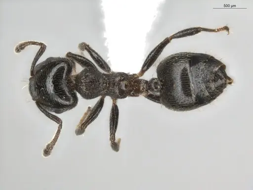 Crematogaster crinosa specimen ECOFOG-BUG-0317-06 image ecofog-bug-0317-06_1