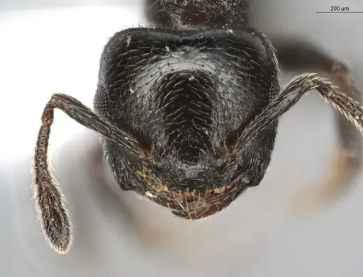 Crematogaster crinosa specimen ECOFOG-BUG-0317-06 image ecofog-bug-0317-06_2