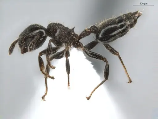 Crematogaster crinosa specimen ECOFOG-BUG-0317-06 image ecofog-bug-0317-06_3