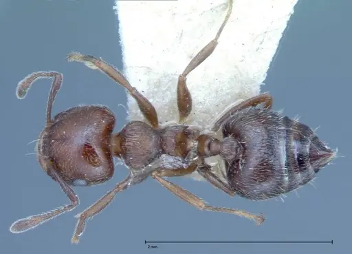 Crematogaster crinosa specimen FOCOL0072 image focol0072_1