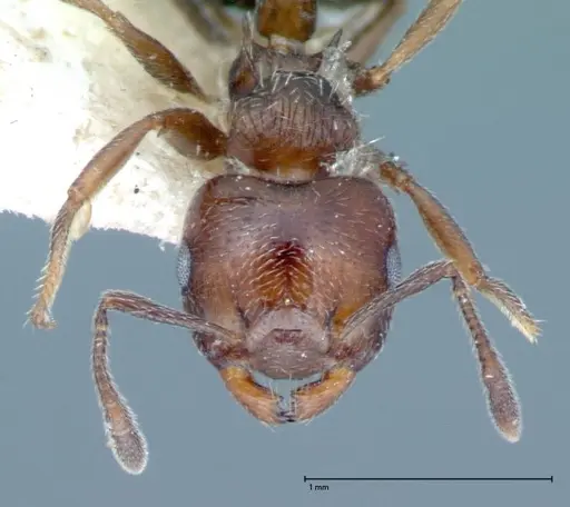 Crematogaster crinosa specimen FOCOL0072 image focol0072_2