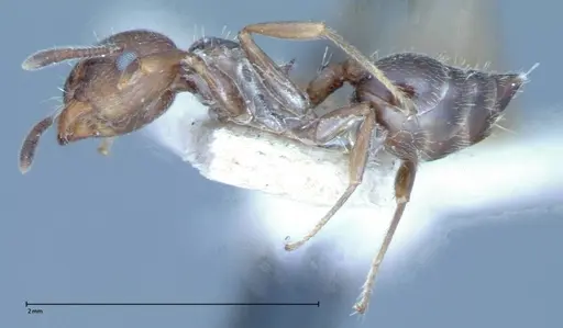 Crematogaster crinosa specimen FOCOL0072 image focol0072_3