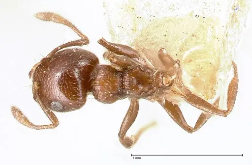 Crematogaster crinosa specimen FOCOL0694-1 image focol0694-1_1