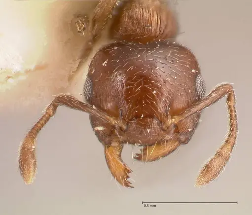 Crematogaster crinosa specimen FOCOL0694-1 image focol0694-1_2