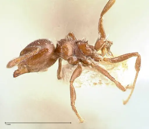 Crematogaster crinosa specimen FOCOL0694-1 image focol0694-1_3