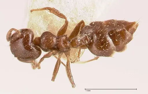 Crematogaster crinosa specimen FOCOL0694-2 image focol0694-2_1