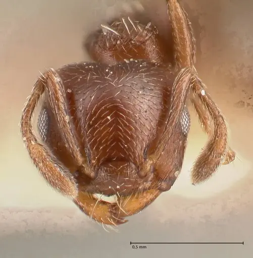 Crematogaster crinosa specimen FOCOL0694-2 image focol0694-2_2