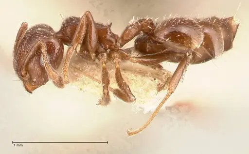 Crematogaster crinosa specimen FOCOL0694-2 image focol0694-2_3