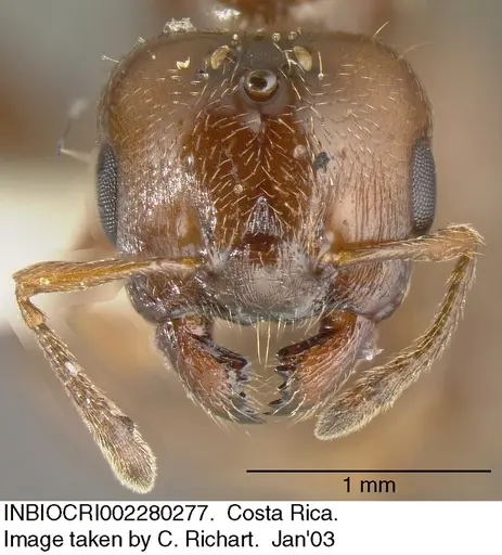 Crematogaster crinosa specimen INBIOCRI002280277 image inbiocri002280277_1