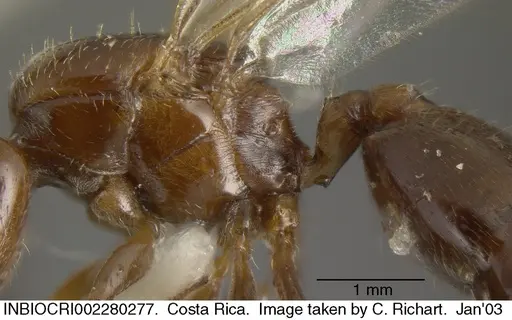 Crematogaster crinosa specimen INBIOCRI002280277 image inbiocri002280277_2