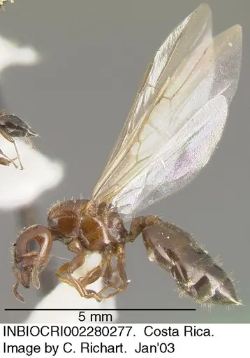 Crematogaster crinosa specimen INBIOCRI002280277 image inbiocri002280277_3