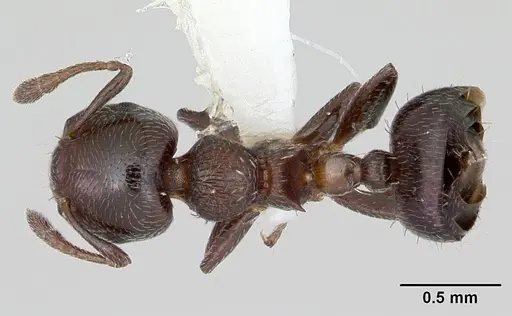 Crematogaster crinosa specimen JTLC000001769 image jtlc000001769_1