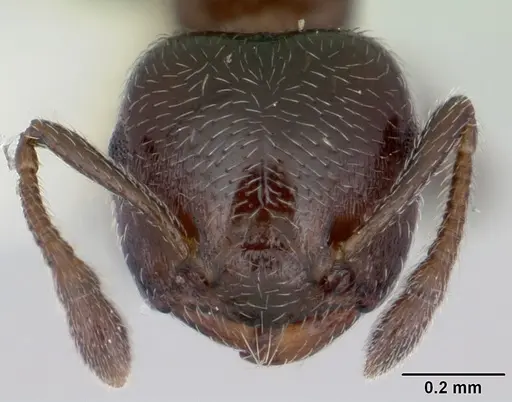 Crematogaster crinosa specimen JTLC000001769 image jtlc000001769_2