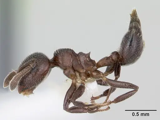 Crematogaster crinosa specimen JTLC000001769 image jtlc000001769_3