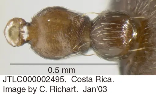 Crematogaster crinosa specimen JTLC000002495 image jtlc000002495_1