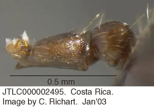 Crematogaster crinosa specimen JTLC000002495 image jtlc000002495_2