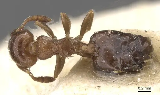 Crematogaster cristata specimen CASENT0912763 image casent0912763_1
