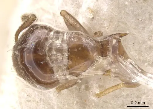 Crematogaster cristata specimen CASENT0912764 image casent0912764_1
