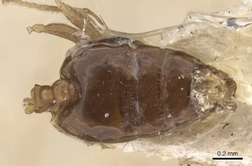 Crematogaster cristata specimen CASENT0912764 image casent0912764_2
