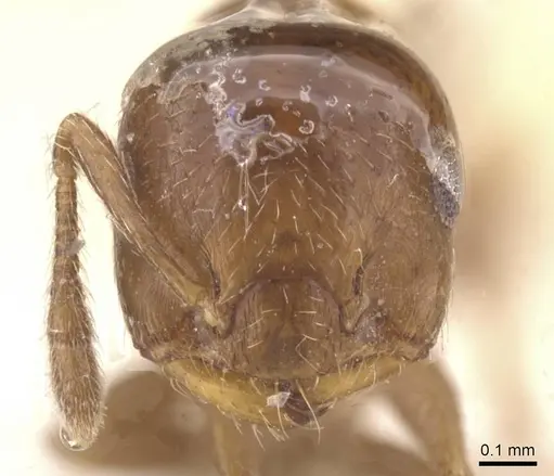 Crematogaster cristata specimen CASENT0912764 image casent0912764_3