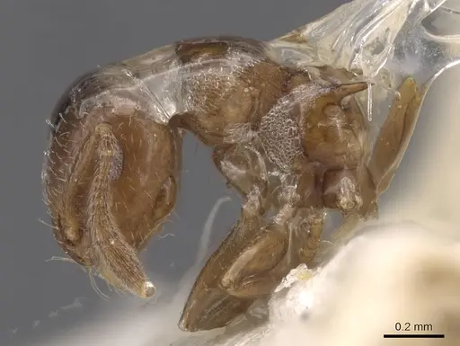 Crematogaster cristata specimen CASENT0912764 image casent0912764_4