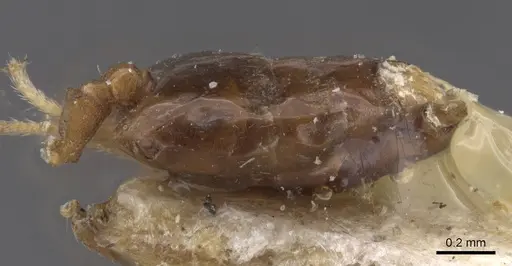 Crematogaster cristata specimen CASENT0912764 image casent0912764_5