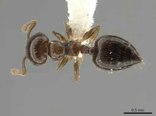 Crematogaster crucis specimen CASENT0611921 image casent0611921_1