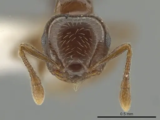 Crematogaster crucis specimen CASENT0611921 image casent0611921_2
