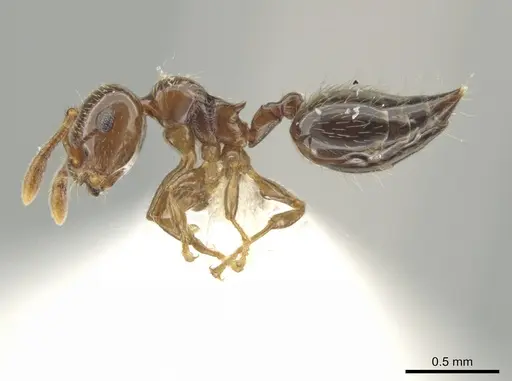 Crematogaster crucis specimen CASENT0611921 image casent0611921_3