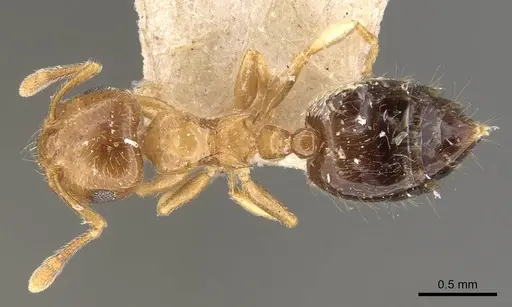 Crematogaster crucis specimen CASENT0908397 image casent0908397_1