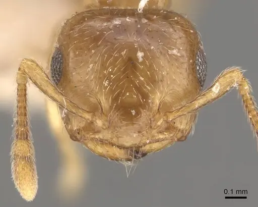 Crematogaster crucis specimen CASENT0908397 image casent0908397_2