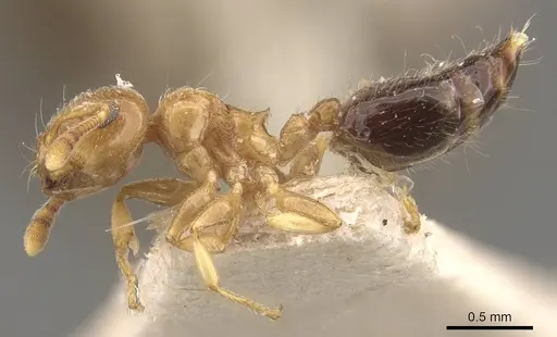 Crematogaster crucis specimen CASENT0908397 image casent0908397_3