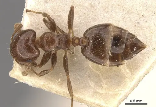Crematogaster crucis specimen CASENT0908398 image casent0908398_1