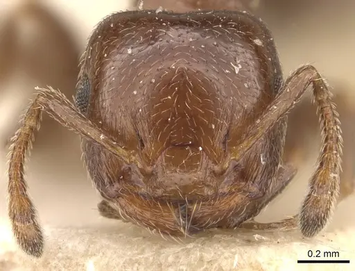 Crematogaster crucis specimen CASENT0908398 image casent0908398_2