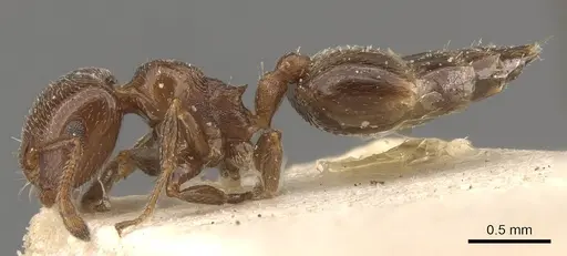 Crematogaster crucis specimen CASENT0908398 image casent0908398_3