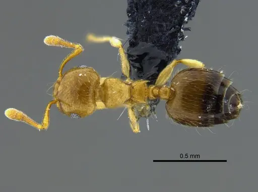 Crematogaster crucis specimen CBUMAGENT41933 image cbumagent41933_1