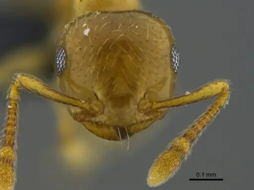 Crematogaster crucis specimen CBUMAGENT41933 image cbumagent41933_2