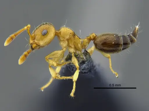 Crematogaster crucis specimen CBUMAGENT41933 image cbumagent41933_3