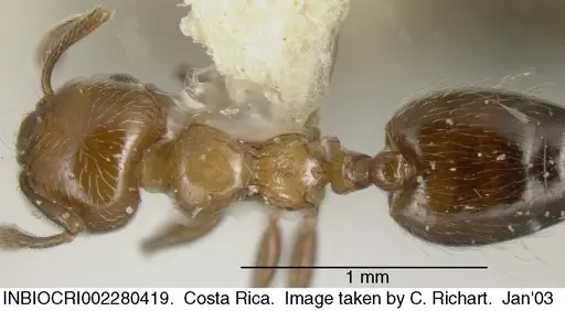 Crematogaster crucis specimen INBIOCRI002280419 image inbiocri002280419_1