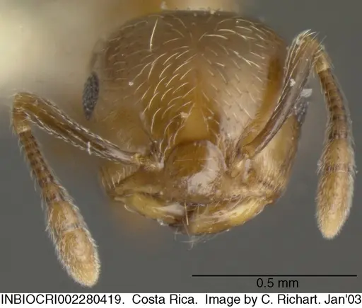 Crematogaster crucis specimen INBIOCRI002280419 image inbiocri002280419_2