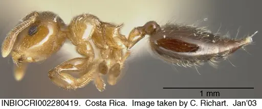 Crematogaster crucis specimen INBIOCRI002280419 image inbiocri002280419_3