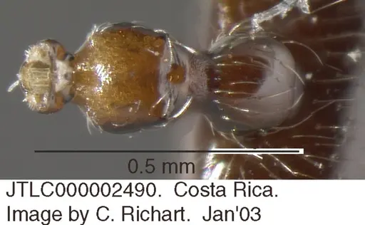 Crematogaster crucis specimen JTLC000002490 image jtlc000002490_1