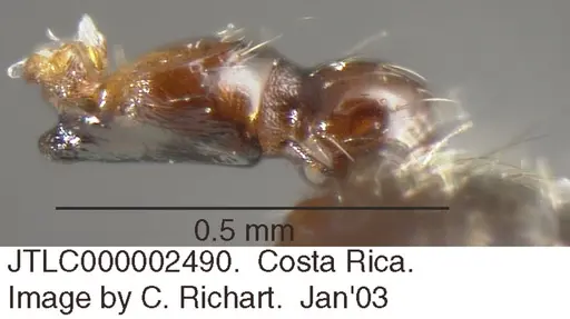 Crematogaster crucis specimen JTLC000002490 image jtlc000002490_2