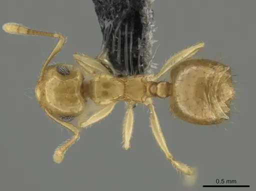 Crematogaster cubaensis specimen CASENT0649913 image casent0649913_1