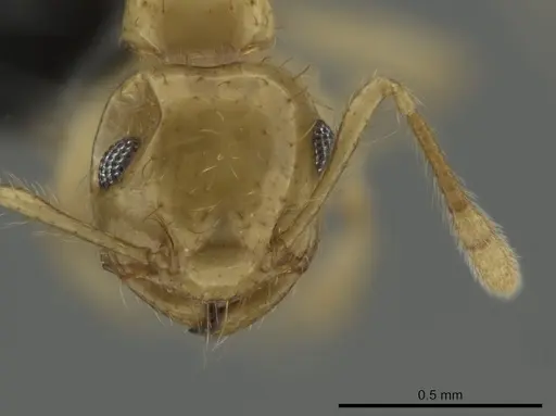 Crematogaster cubaensis specimen CASENT0649913 image casent0649913_2