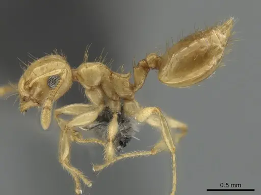Crematogaster cubaensis specimen CASENT0649913 image casent0649913_3