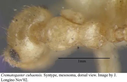 Crematogaster cubaensis specimen JTLC000003132 image jtlc000003132_1